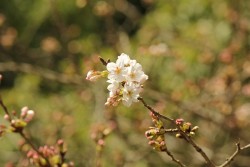 H28.3.23桜-2