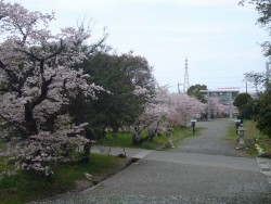 Ｈ29.4.12-1桜